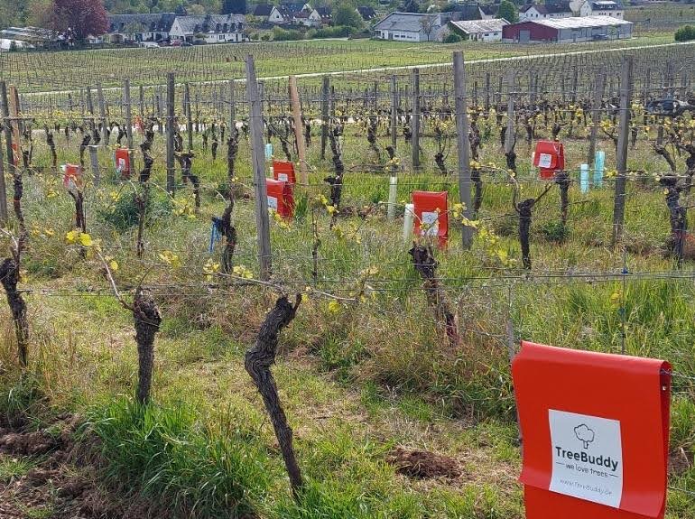 winebuddy-bew-sserungssack-f-r-weinbau-10er-pack image 3
