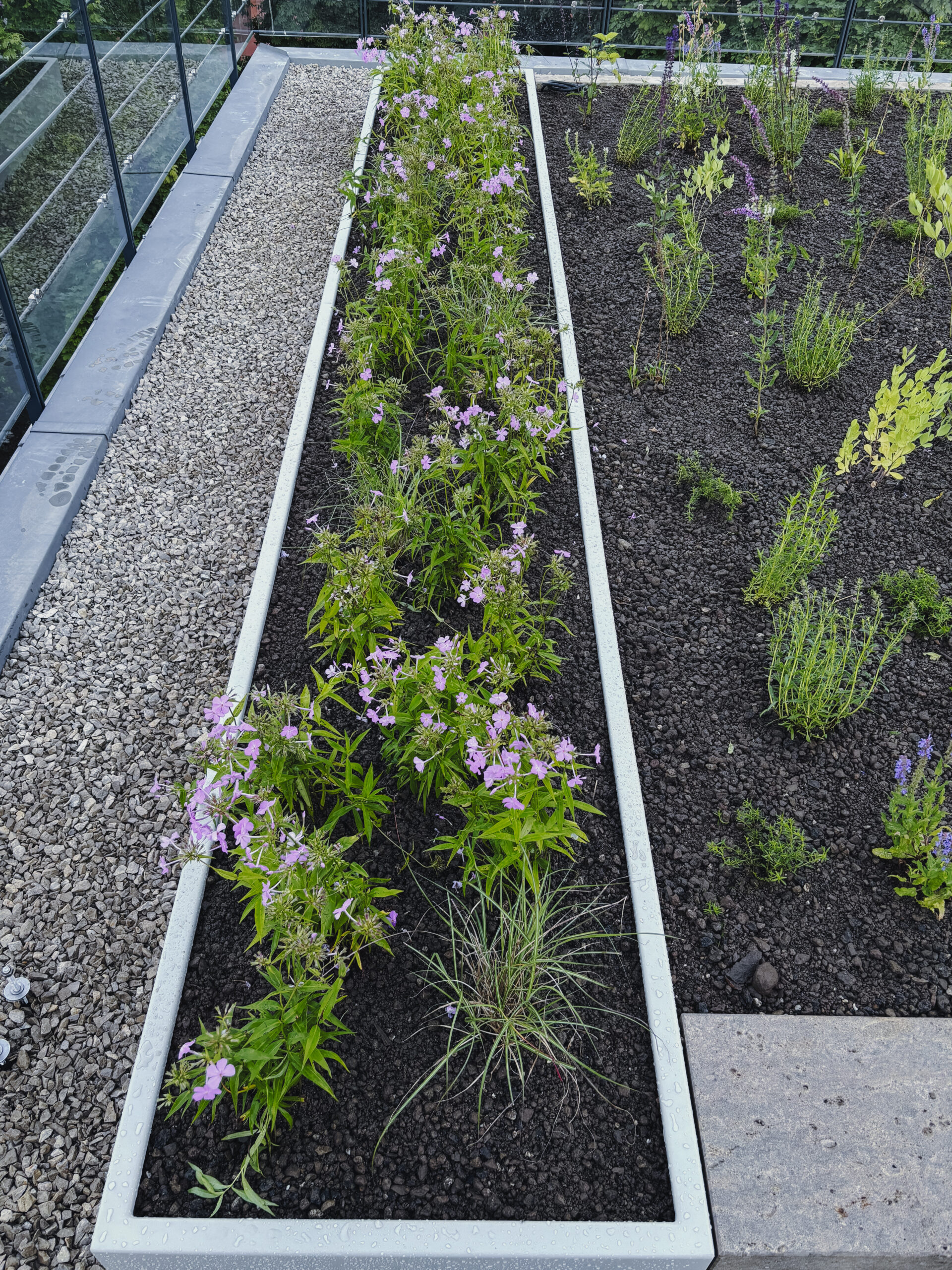 gartensilber-beet-hochbeet-f-r-garten image 7