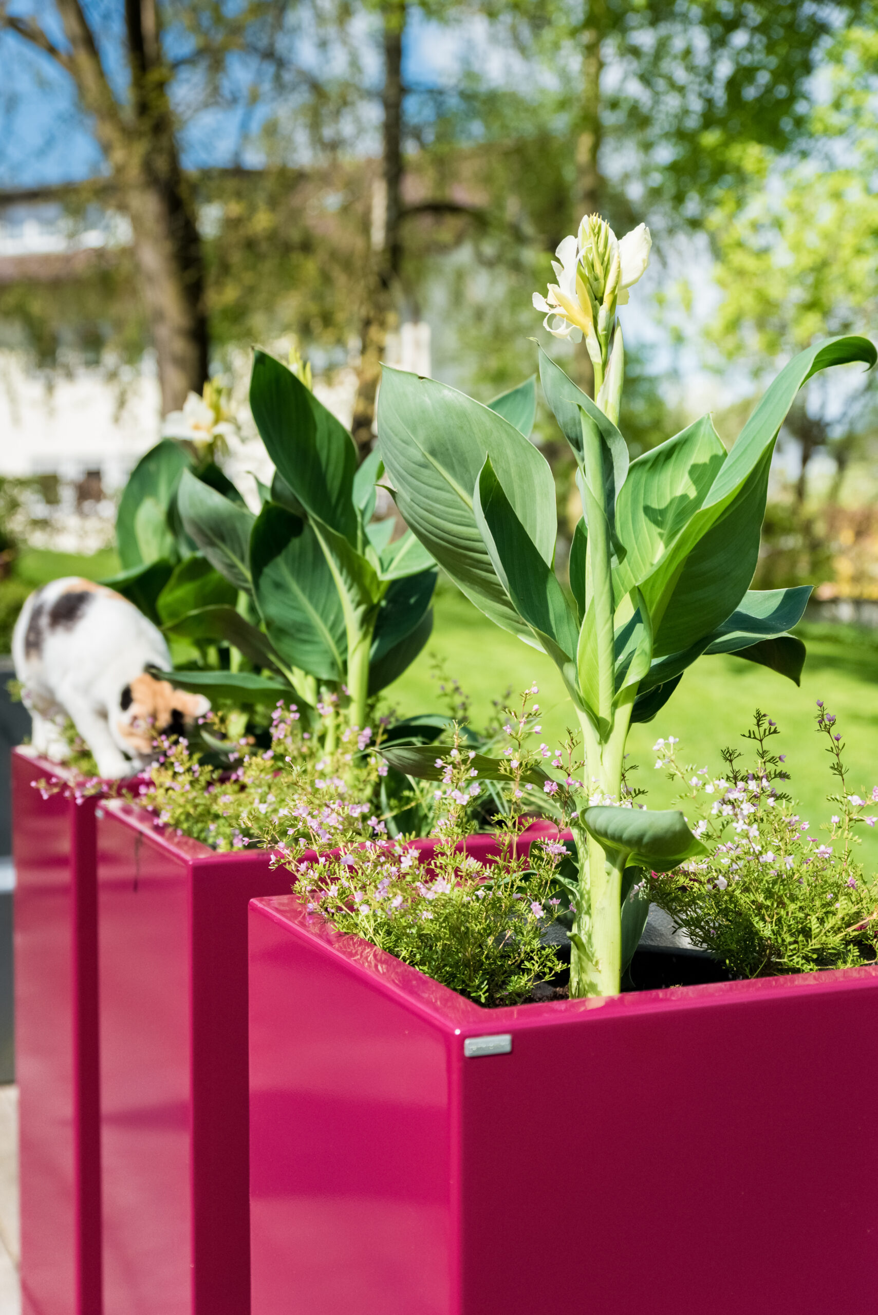 gartensilber-s-ule-pflanzgef-aus-3mm-aluminium image 3